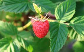Red Raspberry - Menstrual Cramp and Pregnancy Support* - Image 3